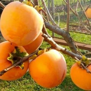 Хурма "Віргінська Великоплідна" Саджанці дворічні привиті