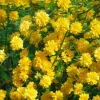 image-1-1.webp Керрія Японська жовта "Variegata"
