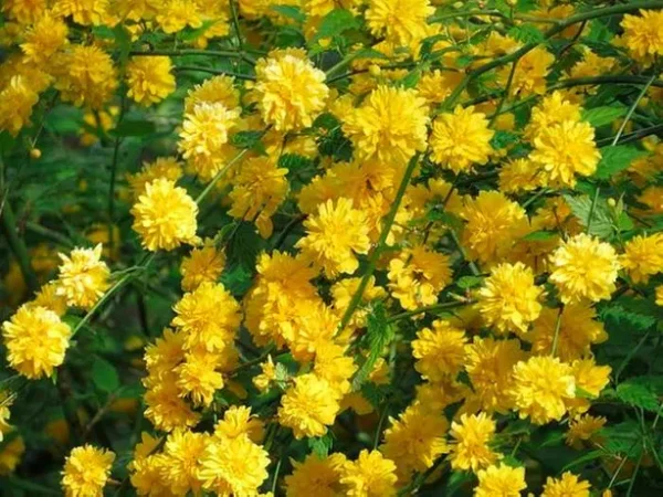image-1-1.webp Керрія Японська жовта "Variegata"