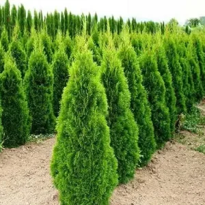 image-2.webp Туя західна 'Смарагд' (Thuja occidentalis 'Smaragd')ВИСОТА 80-100 СМ