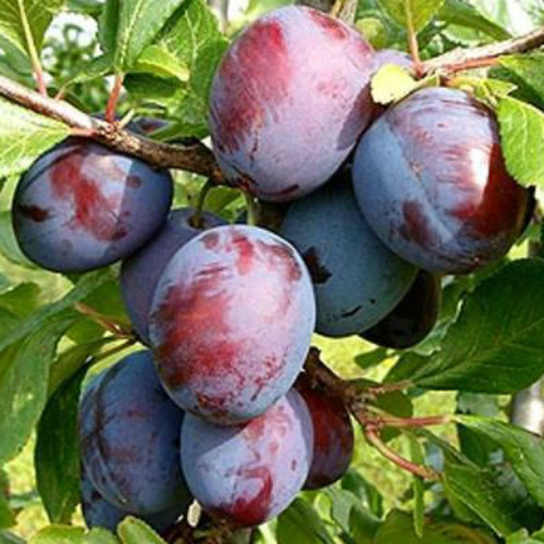 image001-28.jpg Cлива Кабардінка, ранній сорт