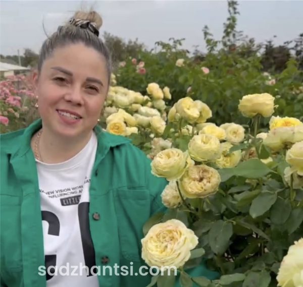 Троянда на штамбі піоноподібна Первобутня лимонного кольору