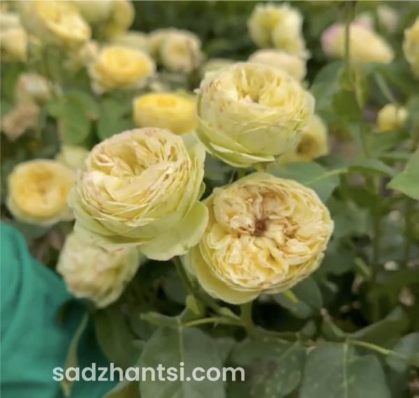 Троянда на штамбі піоноподібна Первобутня лимонного кольору