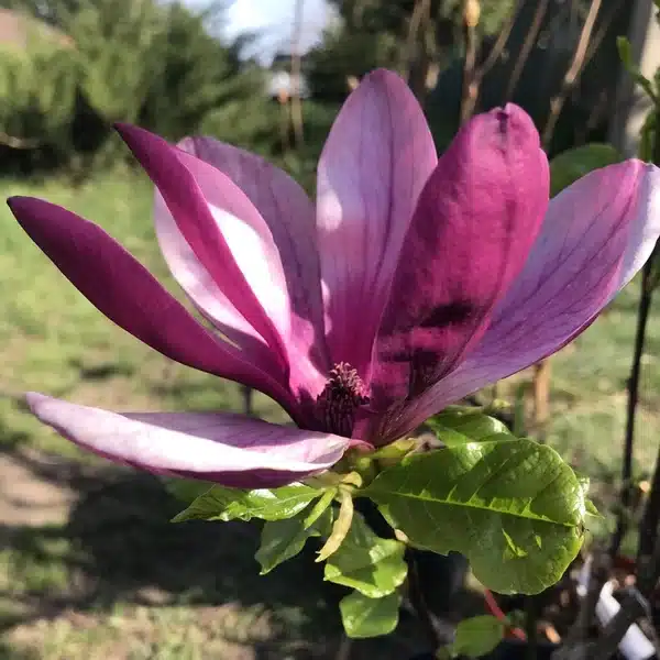 Магнолія Нігра, саджанці 3-річні