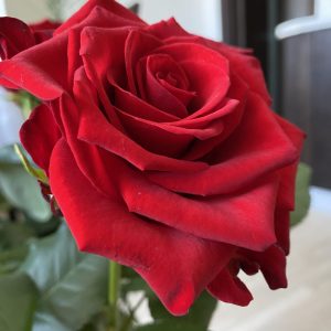 img_2706-scaled-2.jpeg Троянда Марічка