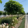 IMG_3808 Катальпа на штамбі "Нана" висота - 180 см