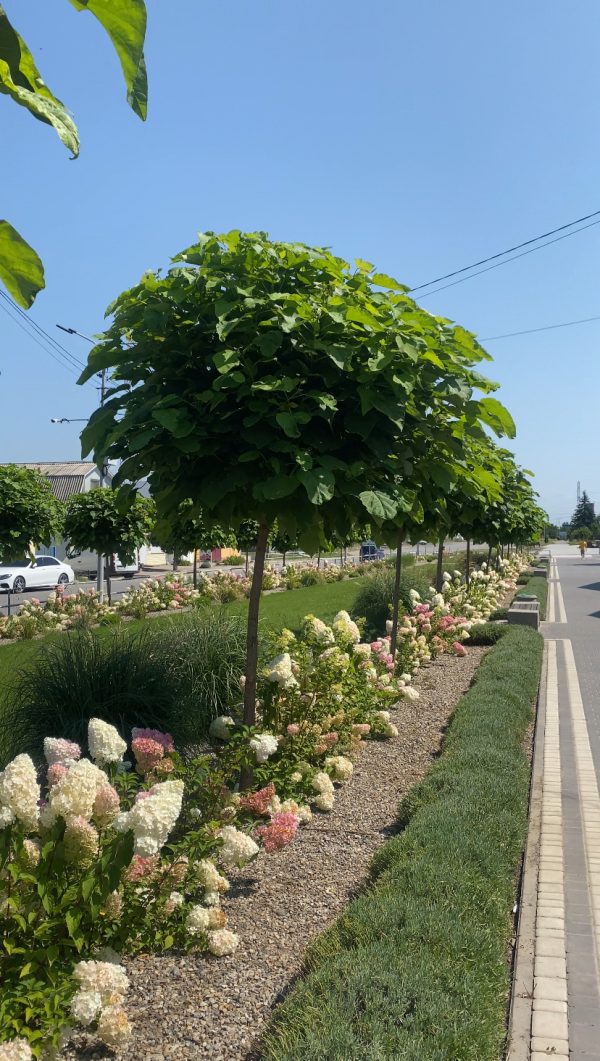 IMG_3808 Катальпа на штамбі "Нана" висота - 180 см