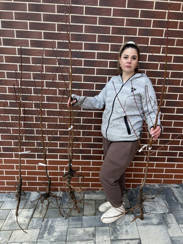 Набір з 4-х саджанців плодового персика різних сортів