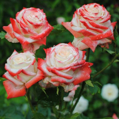 imperatrica22-500x500-1-1.jpg Троянда Імператриця (Imperatrice)