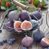 injir-fioletoviy_1.jpg Інжир "Сухумський фіолетовий" Саджанці дворічні