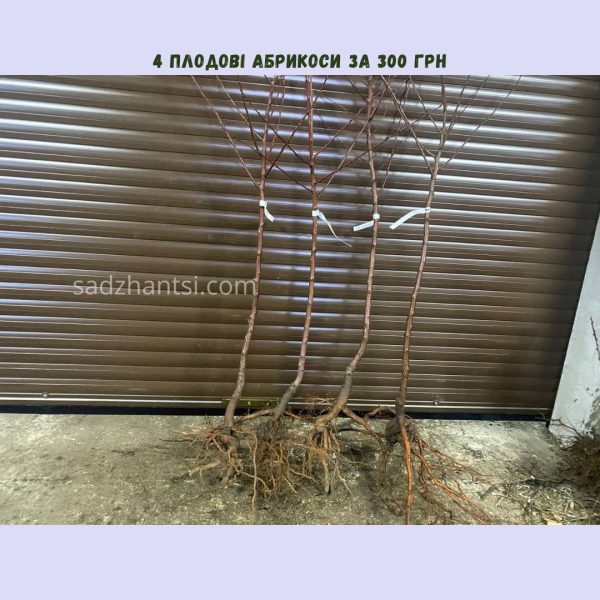 Набір: 4 плодові абрикоси за 300 грн.