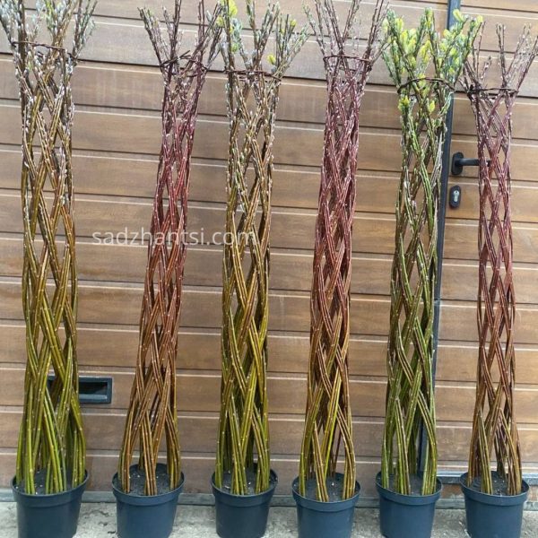 xr:d:DAFxzjVs0SI:43,j:7643031858817630053,t:24033011 Верба плетена «Лучникова» висота 100-110 см