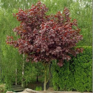 klen-ostrolistnyj-crimson-sentry-.jpg Клен червонолистий на штамбі "Роял Ред"