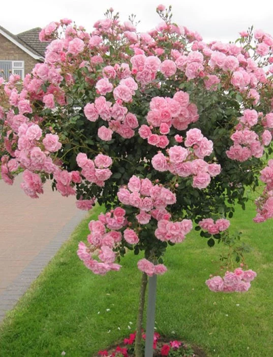 kmzfawtllz0kem92551cs1pqtzw524mv-1.webp Троянда на штамбі Боніка