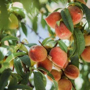 Персик плодовий Коллінз саджанці дворічні, середньоранній термін дозрівання
