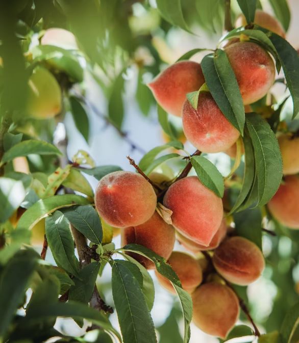Персик плодовий Коллінз, дворічні, середньоранній