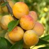 kolonovidna-sliva-mirabel.jpg Cлива Мірабель колона