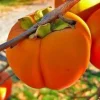krupnoplodnaya-570x570-1.webp Хурма "Віргінська Великоплідна" Саджанці дворічні привиті