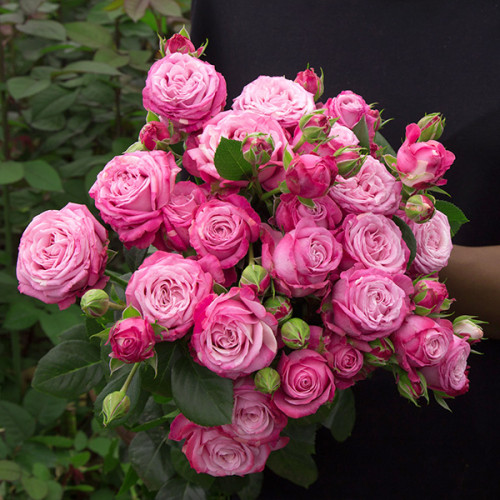 lady-bombastic-01-500x500-1-1.jpg Троянда "Леді Бомбастік"Спрейка