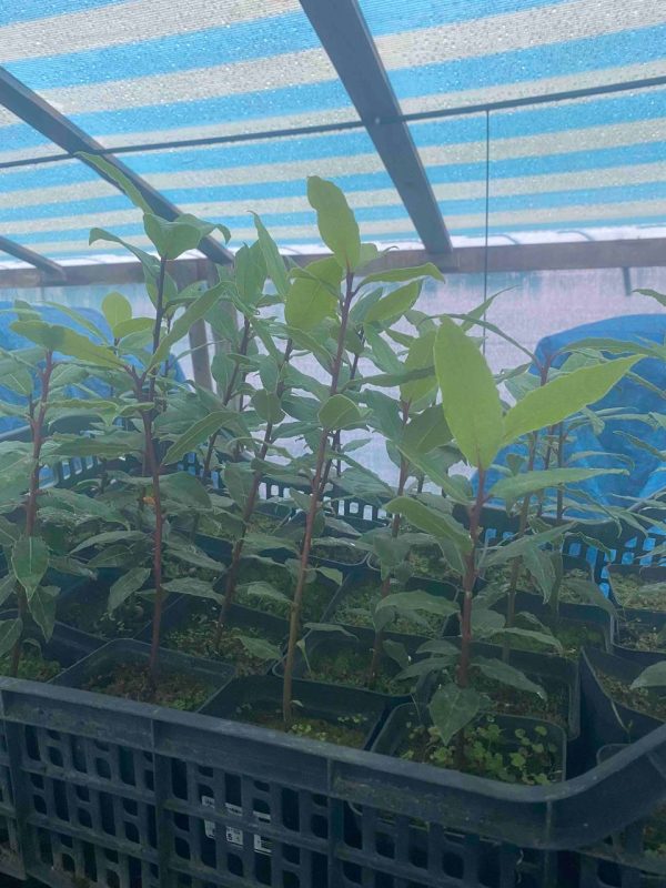 lavrushka.jpg Лаврушка