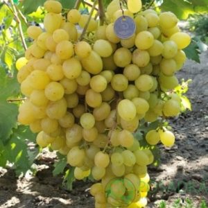 Виноград "Соломія"