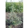 xr:d:DAFxzjVs0SI:51,j:6574553190445281655,t:24040219 Обліпиха "Медова", дворічний саджанець