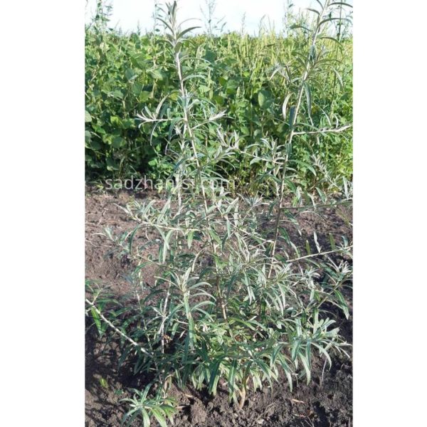 xr:d:DAFxzjVs0SI:51,j:6574553190445281655,t:24040219 Обліпиха "Медова", дворічний саджанець
