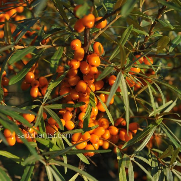 Обліпиха "Крупноплідна", дворічний саджанець