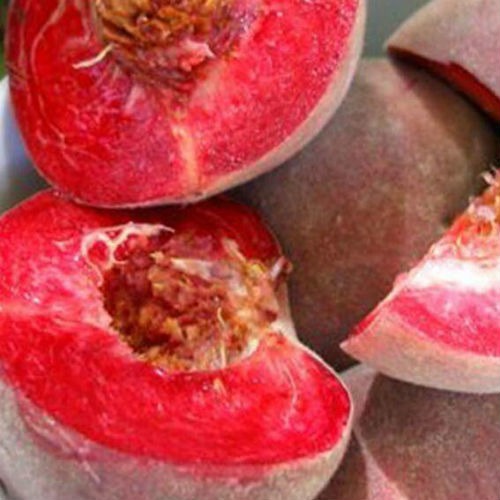 persik_krasnolistyy_burgundi-57364549198084.jpg Персик червонолистий, колоновидний, середній термін дозрівання