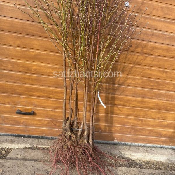 Персик "Золота осінь" – пізній сорт, преміум