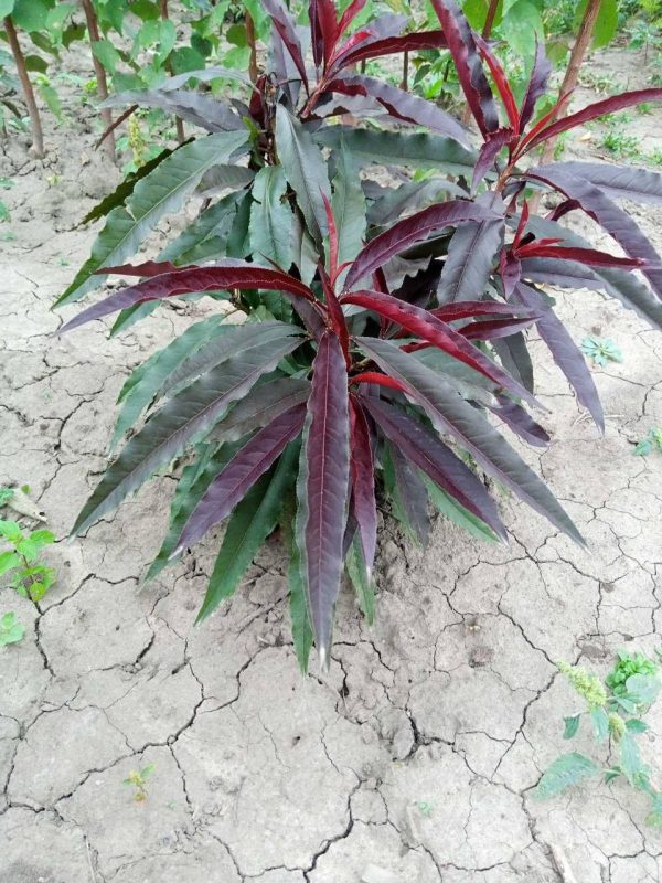 photo_2022-05-29_21-00-47.jpg Персик червонолистий, колоновидний, середній термін дозрівання