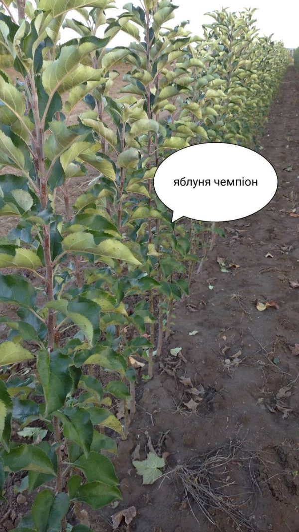 Яблуня "Чемпіон", зимній сорт