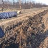 Смородина Краса Львова