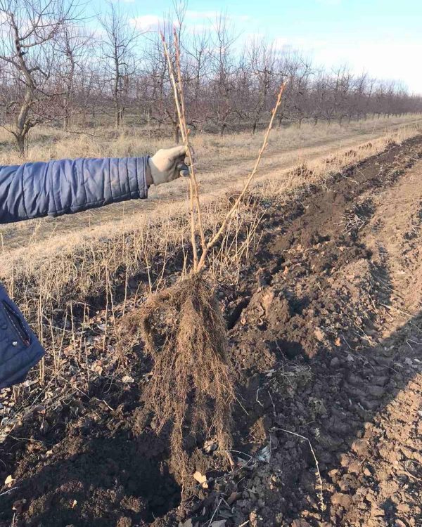Смородина Краса Львова