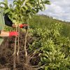Грецький горіх Велетень