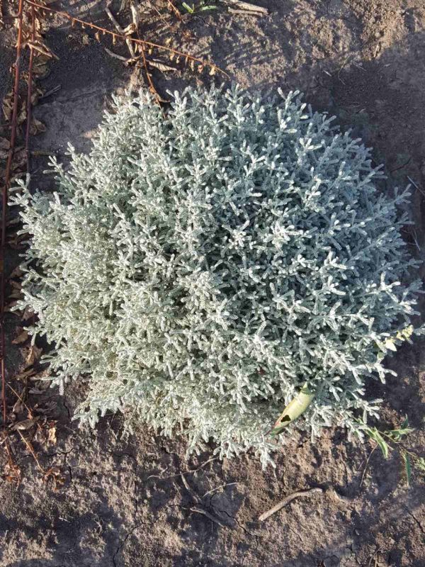 Сантоліна блакитна