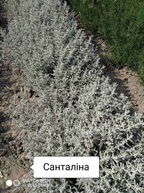 Сантоліна блакитна