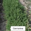 Сантоліна зелена