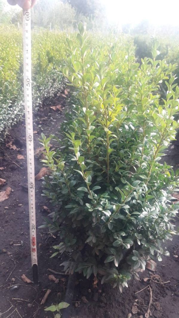 Самшит (35 – 50 см)