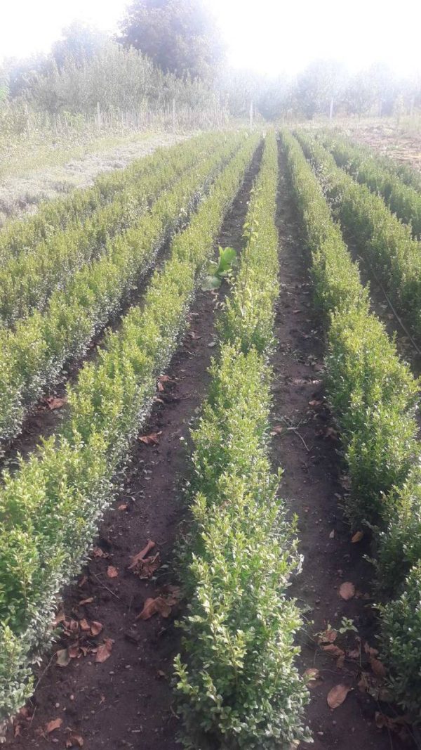 Самшит (35 – 50 см)