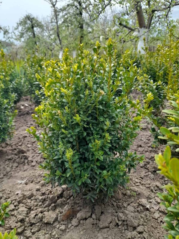 Самшит (35 – 50 см)