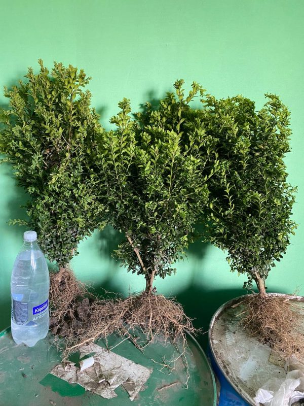 Самшит (35 – 50 см)