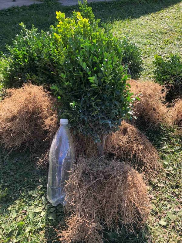 Самшит (35 – 50 см)