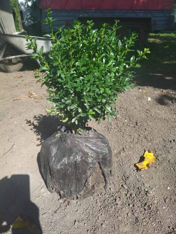 Самшит (35 – 50 см)