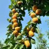 Абрикос "Цунамі", ранній сорт