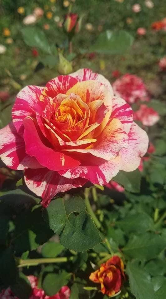 Троянда Файер Крек (Fire Crack)