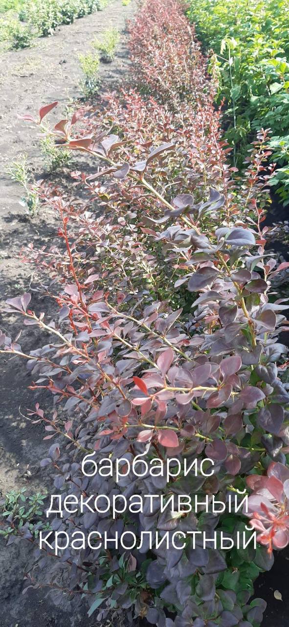 photo_2022-08-25_16-19-19.jpg Барбарис декоративний червонолистий