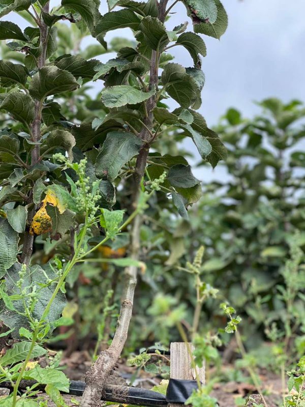 photo_2023-02-17_20-56-09.jpg Набір: 4 колоновидних яблунь за 400 грн