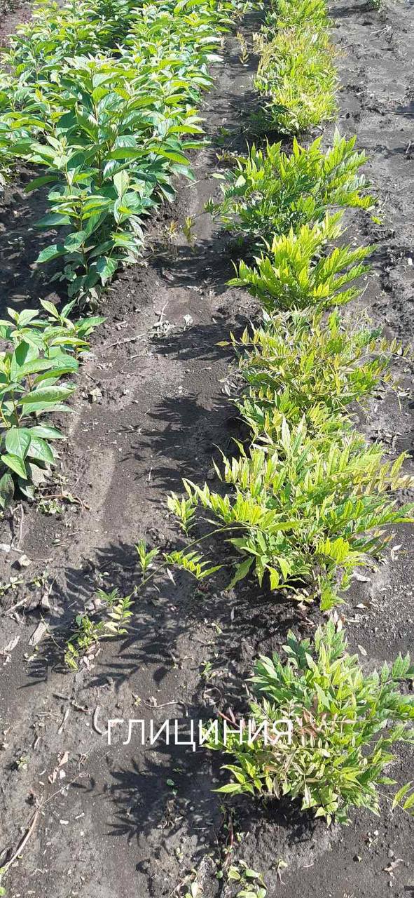 photo_2023-03-19_23-40-08.jpg Гліцинія темно-фіолетова "Аватар"