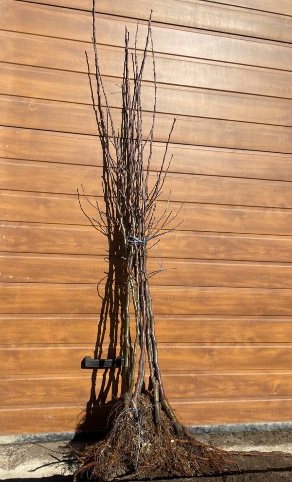 Яблуня "Грані Сміт", пізній сорт